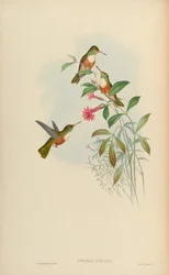 Amazilia dumerili = Amazilia amazilia dumerilii